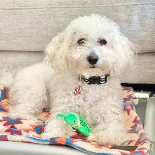 5" Plush Squeaker Toy