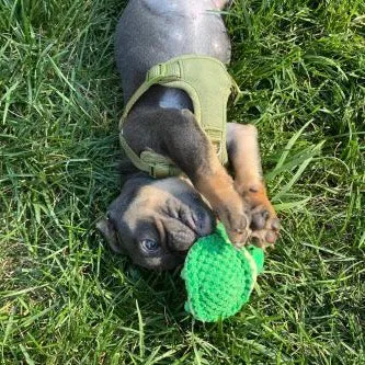 5" Plush Squeaker Toy