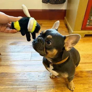 5" Plush Squeaker Toy