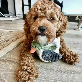 5" Plush Squeaker Toy