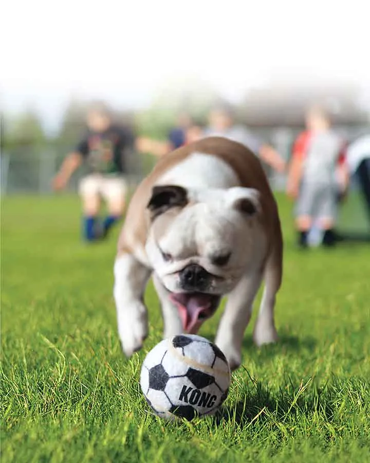 KONG Sport Balls - 4 sizes