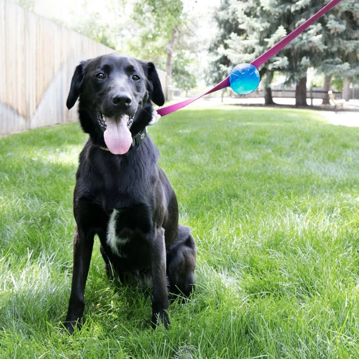 KONG TagAlong Ball for Dogs