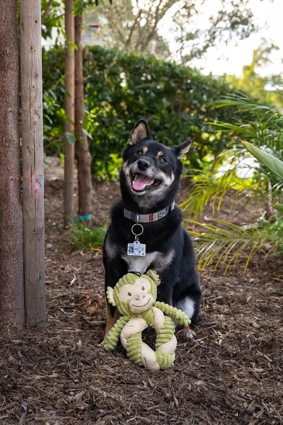 Petique, Hemp Monkey Twist Dog Toy